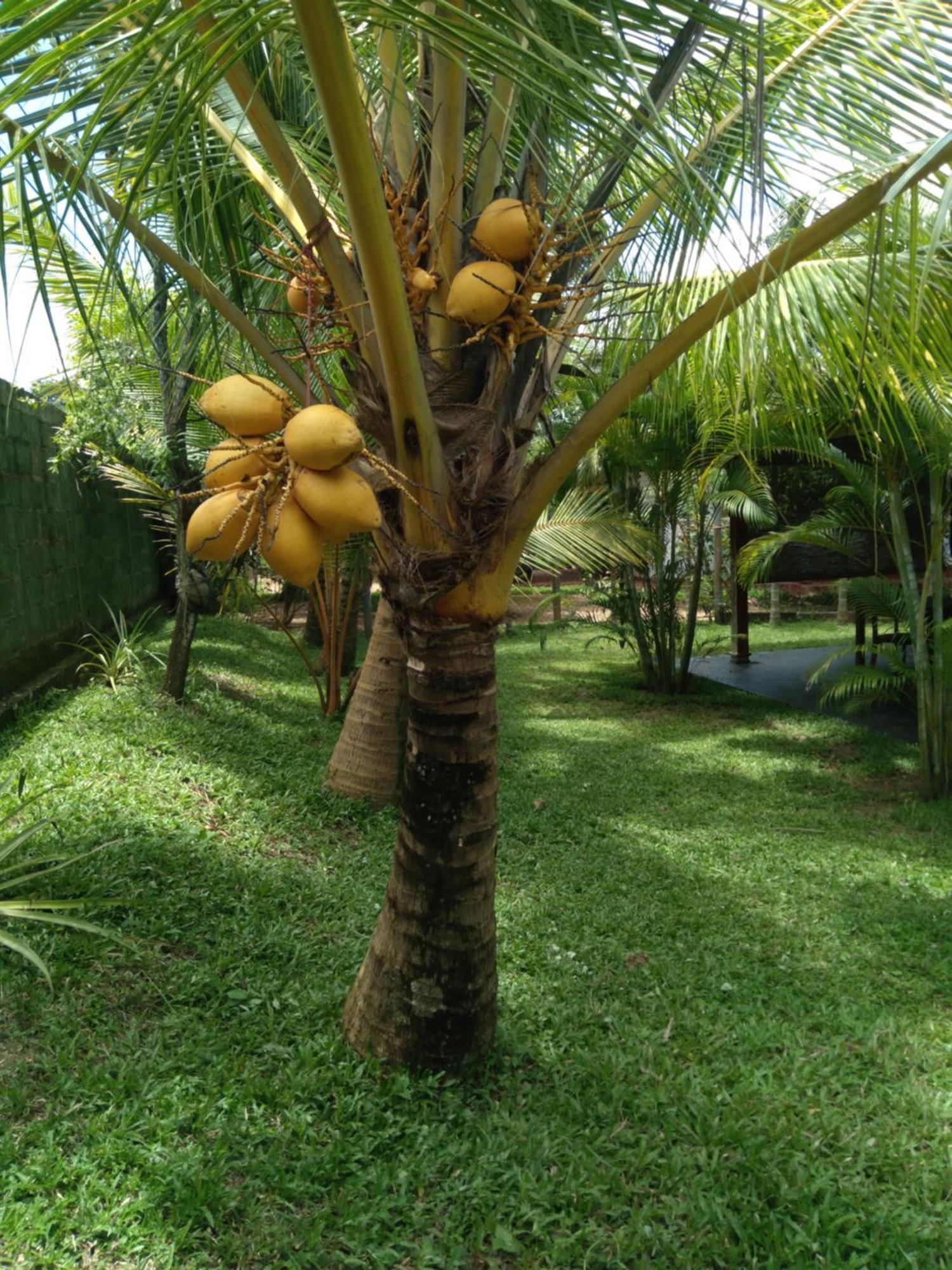 Jasmin Homestay Marakolliya Tangalle Exterior foto